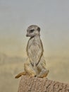 Suricate meerkat guard sitting on the wood Royalty Free Stock Photo