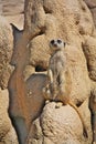 Suricate Meerkat