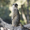 Suricate meerkat mongoose Royalty Free Stock Photo