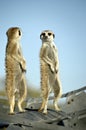 Suricate (Meerkat) in Namibian desert Royalty Free Stock Photo