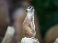 Suricate or meerkat, is a small carnivoran belonging to the mongoose family