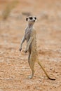 Suricate or meerkat standing in desert