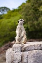 Suricate or meerkat standing and looking on a rock. Side view with blurred background Royalty Free Stock Photo