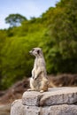 Suricate or meerkat standing and looking on a rock. Side view with blurred background