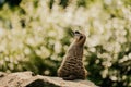 Suricate or meerkat Suricata suricatta detail portrait. Zlin, Moravia, Czech Republic , Chateau Lesna in Zoo park Zlin...Full of Royalty Free Stock Photo