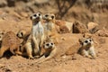 Suricate or meerkat (Suricata suricatta) family