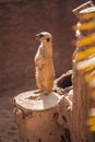 Suricate or meerkat Suricata suricatta perched on log keeping watch in desert Royalty Free Stock Photo