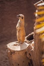 Suricate or meerkat Suricata suricatta perched on log keeping watch in desert Royalty Free Stock Photo