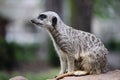 Suricate meerkat