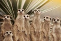 Suricate or meerkat Suricata suricatta standing on guard. Royalty Free Stock Photo