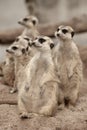 Suricate or meerkat Suricata suricatta standing on guard.