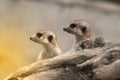 Suricate or meerkat Suricata suricatta standing on guard. Royalty Free Stock Photo