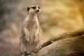 Suricate or meerkat Suricata suricatta standing on guard. Royalty Free Stock Photo