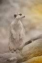 Suricate or meerkat Suricata suricatta standing on guard. Royalty Free Stock Photo