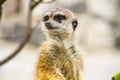 Suricate or meerkat (Suricata suricatta)