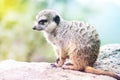 Suricate - Meerkat - Suricatta Portrait. Royalty Free Stock Photo