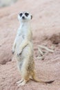 Suricate or meerkat Royalty Free Stock Photo