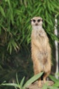 Suricate portrait