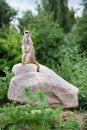 Suricate on stake out Royalty Free Stock Photo