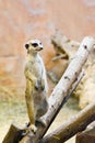 Suricate standing on guard