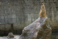 Suricate standing guard over baby suricate on rock