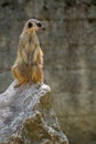 Suricate standing guard on rock