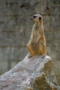 Suricate standing guard on rock