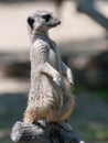 Suricate standing on a piece wood Royalty Free Stock Photo