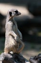 Suricate standing on a piece wood Royalty Free Stock Photo