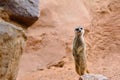 Suricate standing on rock