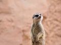 Suricate standing on rock