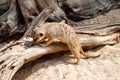 A suricate Suricata suricatta standing on a log Royalty Free Stock Photo