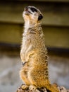 A suricate Suricata suricatta standing on a log Royalty Free Stock Photo