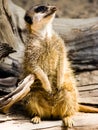 A suricate Suricata suricatta standing on a log Royalty Free Stock Photo