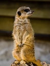 A suricate Suricata suricatta standing on a log Royalty Free Stock Photo