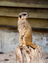 A suricate Suricata suricatta standing on a log Royalty Free Stock Photo