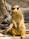 A suricate Suricata suricatta standing on a log Royalty Free Stock Photo