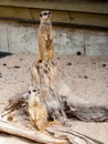 A suricate Suricata suricatta standing on a log Royalty Free Stock Photo