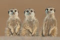 Suricate threesome