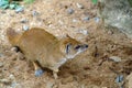 Suricate in a zoo