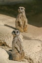 Suricates Royalty Free Stock Photo