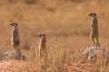 Suricates Royalty Free Stock Photo