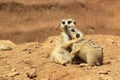 Suricates Royalty Free Stock Photo