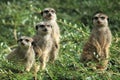 Suricates Royalty Free Stock Photo