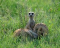 Suricates frolicking in the green grass of Africa. Royalty Free Stock Photo