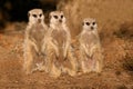 Suricates (meerkats) Royalty Free Stock Photo