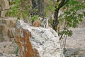 Suricates in a Zoo Royalty Free Stock Photo