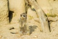 Suricato o meerkat | Suricata suricatta
