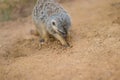 Close-up image of meerkat,