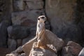 Surikata, Suricata suricatta. Small african mammal meerkat or suricate watching out for dange Royalty Free Stock Photo